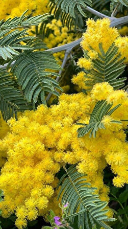 Sarı Mimoza Fidanı - Acacia dealbata - Güneş Sever Çalı Bitkisi - Bahçenize Renk Katın 2 yaş tüplü