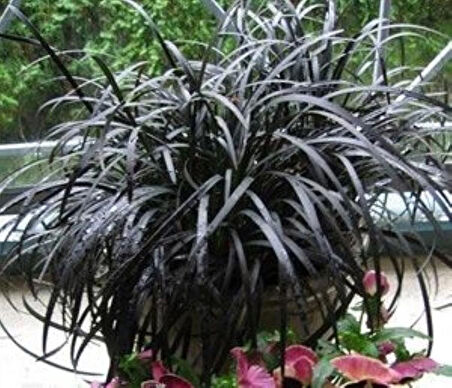 Siyah Osmanlı çimi [Ophiopogon Nigrescens] fidanı 1-2 yaş arası saksılı