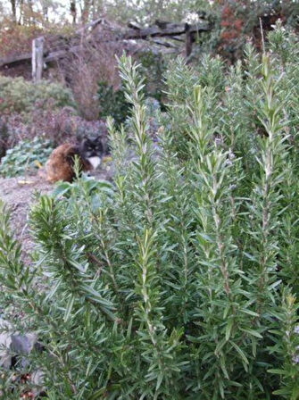  Biberiye Fidanı "1 Yaşında Saksılı(Rosmarinus officinalis) - Aromatik ve Sağlıklı Bitki"