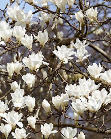 "Yaprak Döken Manolya (Magnolia) - Göz Alıcı Çiçekler ve Kolay Bakım"