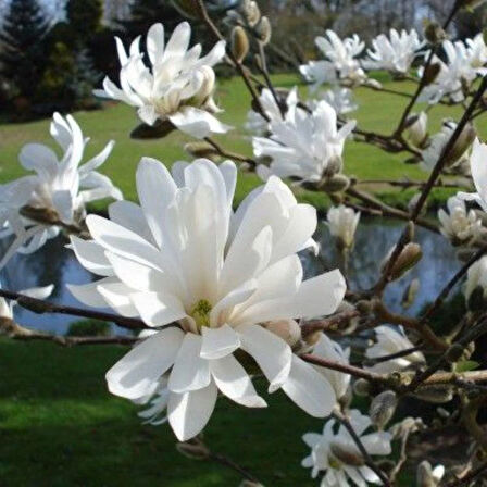 "Yaprak Döken Manolya (Magnolia) - Göz Alıcı Çiçekler ve Kolay Bakım"