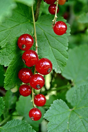 "2 Yaşında Meyve Dolgun 2 Adet Frenk Üzümü (Ribes rubrum) Fidanı - Lezzetli ve Besleyici"