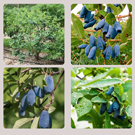 "1 Yaşında Bal yemiş (Myrica cerifera) Fidanı - Besleyici ve Aromatik Meyvelerle Bahçenizi Süsleyin"3 adet