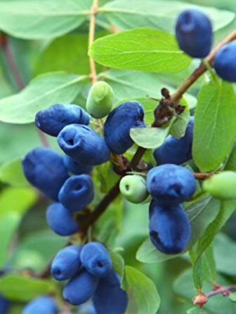 "1 Yaşında Bal yemiş (Myrica cerifera) Fidanı - Besleyici ve Aromatik Meyvelerle Bahçenizi Süsleyin"3 adet