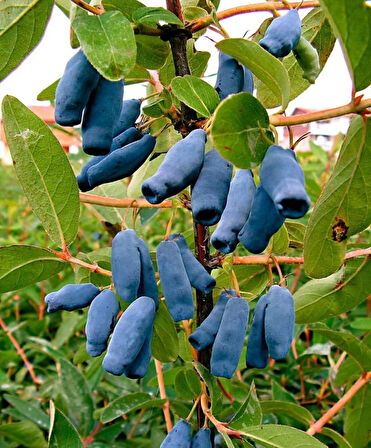 "1 Yaşında Bal yemiş (Myrica cerifera) Fidanı - Besleyici ve Aromatik Meyvelerle Bahçenizi Süsleyin"3 adet