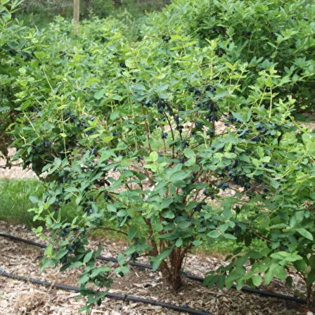 "1 Yaşında Bal yemiş (Myrica cerifera) Fidanı - Besleyici ve Aromatik Meyvelerle Bahçenizi Süsleyin"3 adet