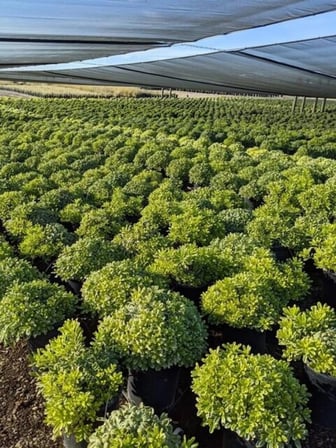 1 Adet "Tüplü Yıldız Çalısı (Pittosporum) - Dayanıklı ve Estetik Bahçe Bitkisi" 2 yaş tüplü