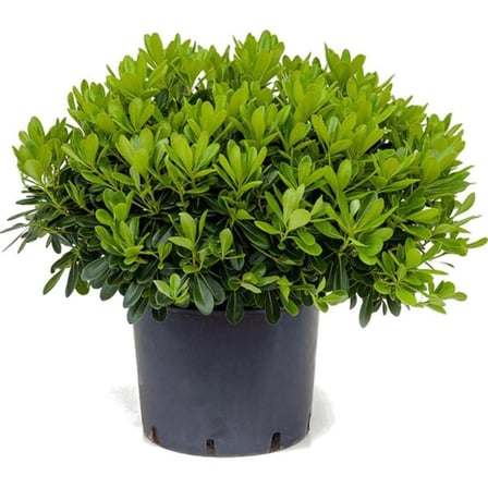 1 Adet "Tüplü Yıldız Çalısı (Pittosporum) - Dayanıklı ve Estetik Bahçe Bitkisi" 2 yaş tüplü