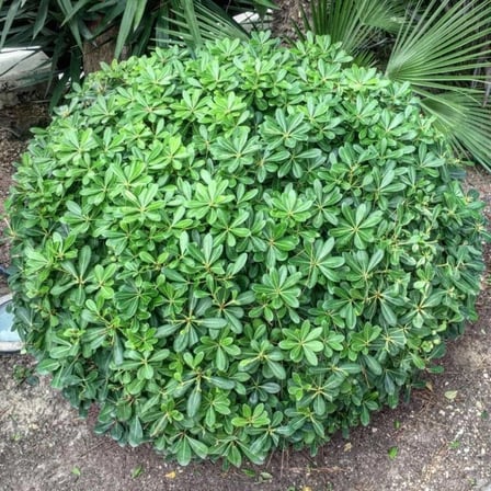 1 Adet "Tüplü Yıldız Çalısı (Pittosporum) - Dayanıklı ve Estetik Bahçe Bitkisi" 2 yaş tüplü