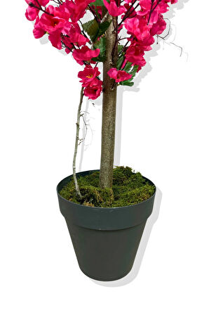 Fuşya Bahar Dalı 140 Cm Üretim Saksısı