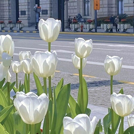 White Marvel Beyaz Lale Soğanı (5 Adet)