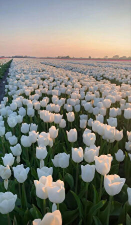 White Marvel Beyaz Lale Soğanı (5 Adet)