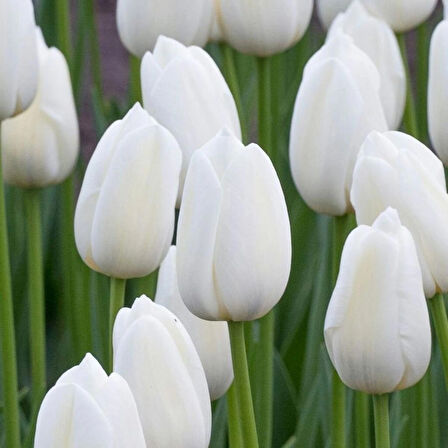 White Marvel Beyaz Lale Soğanı (5 Adet)