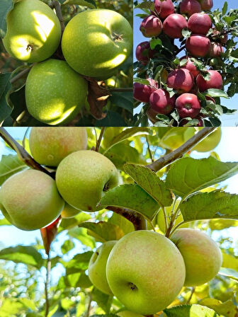 3 lü elma fidanı paketi(scarlet-golden-granny)3 yaşlı 120-150cm 