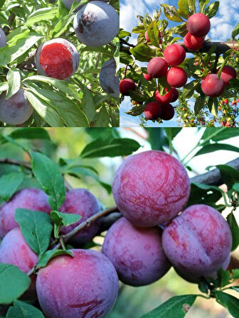 3lü erik fidanı paketimiz(blackdiamond-angelino-fortune) 3 yaşlıdır 120-150cm