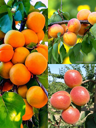 3 lü kayısı fidanı paketimiz(perfectred-şekerpare-aldeniz) 3 yaşlı 120-150cm