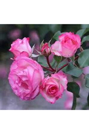 5 Adet Tohum Nadir Pembe Gül Tohumu Pembe Çiçek Tohumu Saksı Toprak Hediye