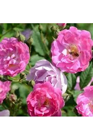 5 Adet Tohum Nadir Pembe Gül Tohumu Pembe Çiçek Tohumu Saksı Toprak Hediye