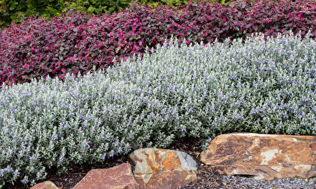 Zeytin Çalısı - Teucrium Fruticans 3'lü Set - Dekoratif Peyzaj Bitkisi