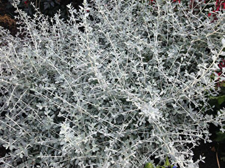 Zeytin Çalısı - Teucrium Fruticans 3'lü Set - Dekoratif Peyzaj Bitkisi