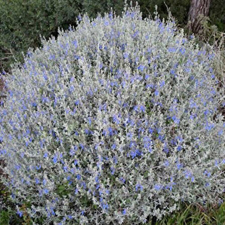 Zeytin Çalısı - Teucrium Fruticans 20'li Set - Dekoratif Peyzaj Bitkisi