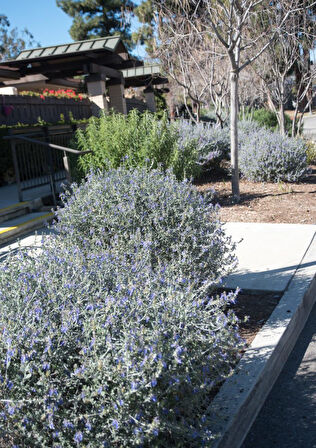 Zeytin Çalısı - Teucrium Fruticans 20'li Set - Dekoratif Peyzaj Bitkisi