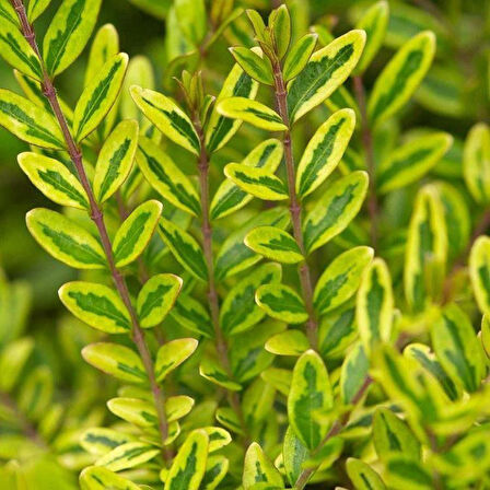 Yayılıcı - Yer Örtücü Hanımeli 'Lonicera Lemon Beauty' 10'lu Set