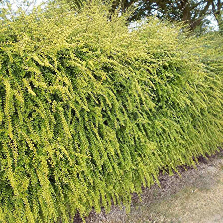 Yayılıcı - Yer Örtücü Hanımeli 'Lonicera Lemon Beauty' 10'lu Set