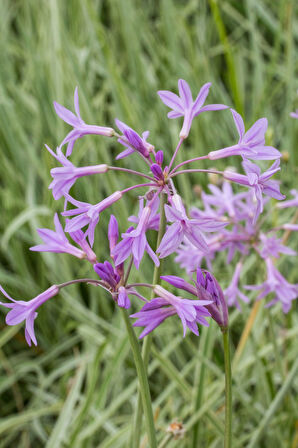 Sarımsak Çiçeği - Sosyete Sarımsağı 10' lu Set