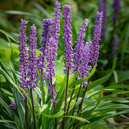Çim Zambağı  'Liriope Muscari ' 20'li Set