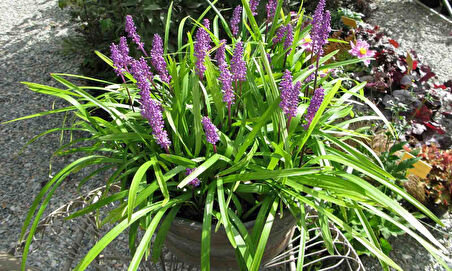Çim Zambağı  'Liriope Muscari ' 20'li Set