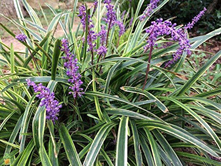 Çim Zambağı  'Liriope Muscari ' 20'li Set