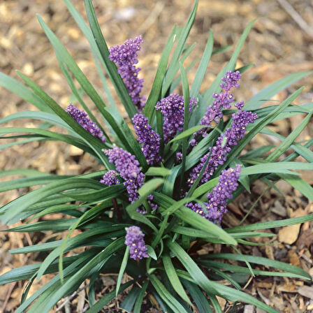 Çim Zambağı  'Liriope Muscari ' 20'li Set