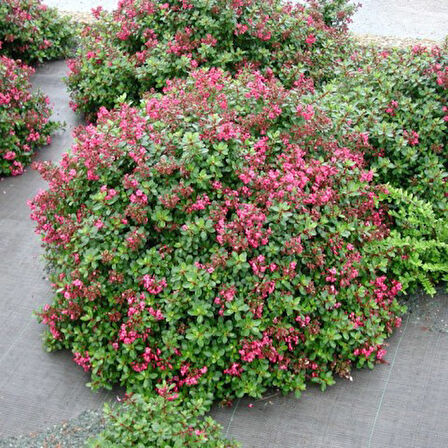 Eskolonya  Pembe Çiçekli - Escallonia Cardinallis 10 Adet