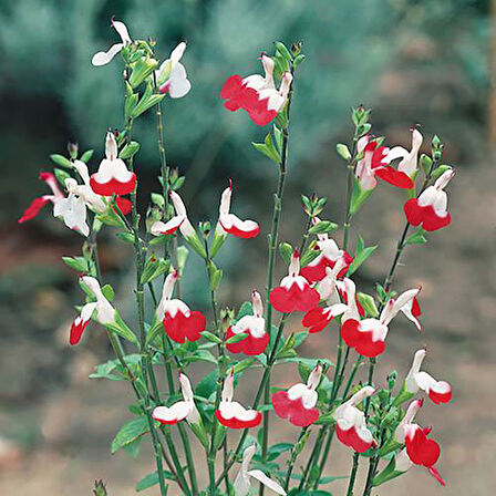 Süs Adaçayı - Salvia Microphylla 'Hot Lips' 20'li Set