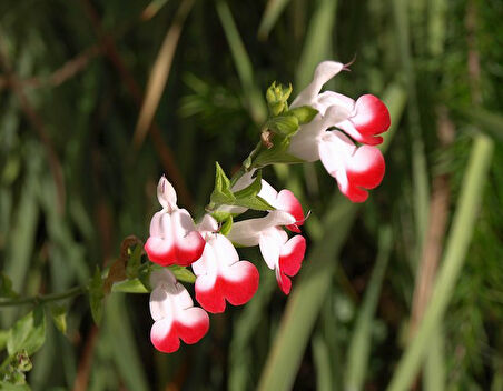 Süs Adaçayı - Salvia Microphylla 'Hot Lips' 3'lü Set