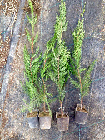 Leylandi Fidesi 'Cupressocyparis Leylandii' Aşılı Çit Bitkisi 50'li Set
