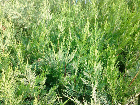 Leylandi Fidesi 'Cupressocyparis Leylandii' Aşılı Çit Bitkisi 20'li Set