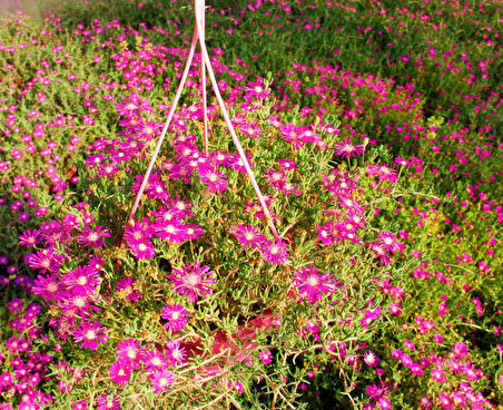 Acem Halısı - Askılı Saksıda 10 Adet