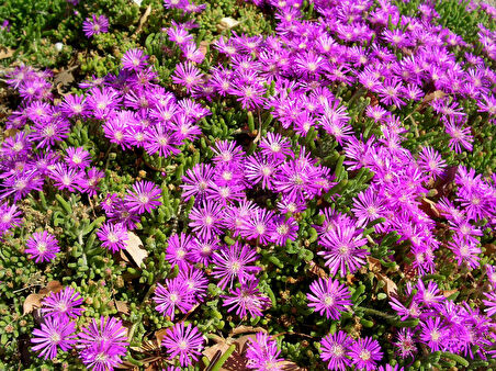 Acem Halısı - Askılı Saksıda 5 Adet