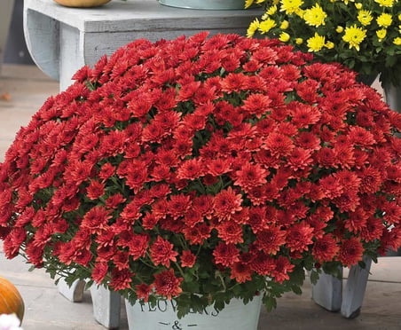 Kasımpatı Krizantem Chrysanthemum Kırmızı 5 Adet