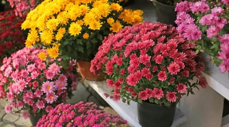 Kasımpatı Krizantem Chrysanthemum Kırmızı 5 Adet