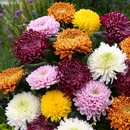 Kasımpatı Krizantem Chrysanthemum Kırmızı 3 Adet
