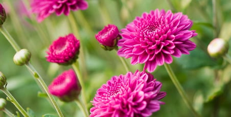 Kasımpatı Krizantem Chrysanthemum Pembe 5 Adet