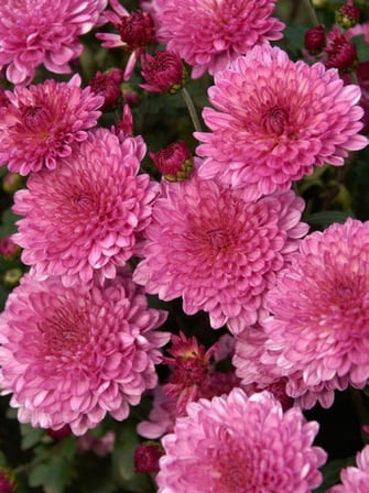 Kasımpatı Krizantem Chrysanthemum Pembe 5 Adet