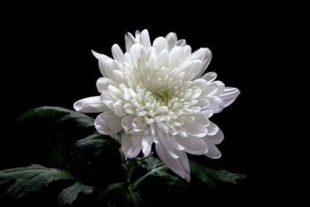 Kasımpatı Krizantem Chrysanthemum Beyaz 10 Adet