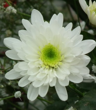 Kasımpatı Krizantem Chrysanthemum Beyaz 10 Adet