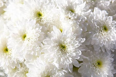 Kasımpatı Krizantem Chrysanthemum Beyaz 3 Adet
