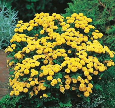 Kasımpatı Krizantem Chrysanthemum Sarı 10 Adet