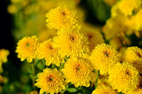 Kasımpatı Krizantem Chrysanthemum Sarı 5 Adet
